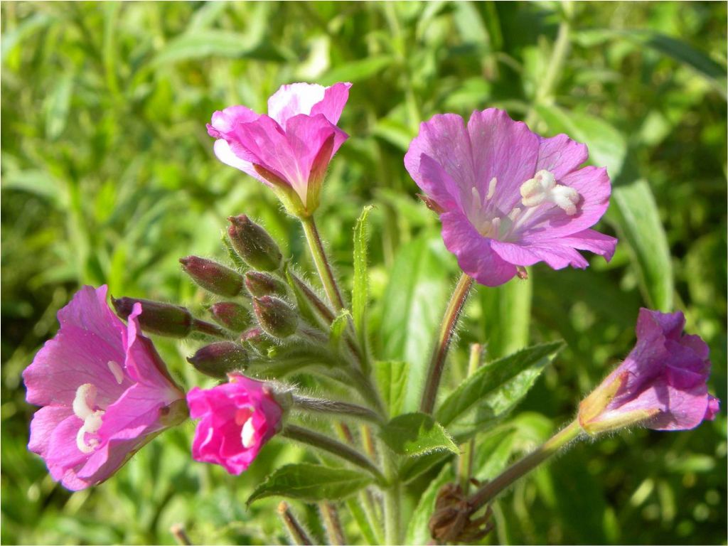 Epilobium sp. (Onagraceae)